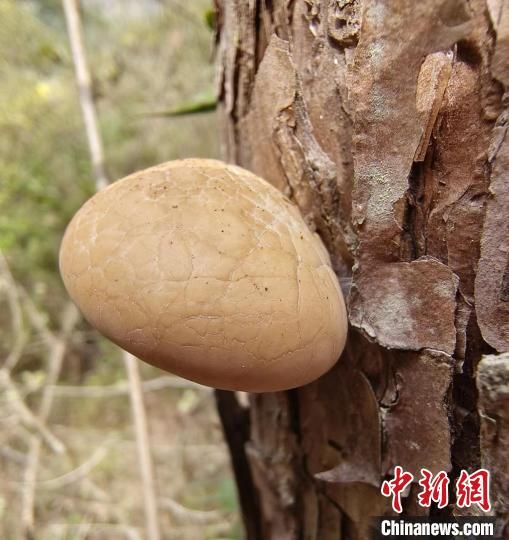 圖為秦嶺隱孔菌。 (陜西理工大學(xué)供圖) 圖為秦嶺隱孔菌。 (陜西理工大學(xué)供圖)