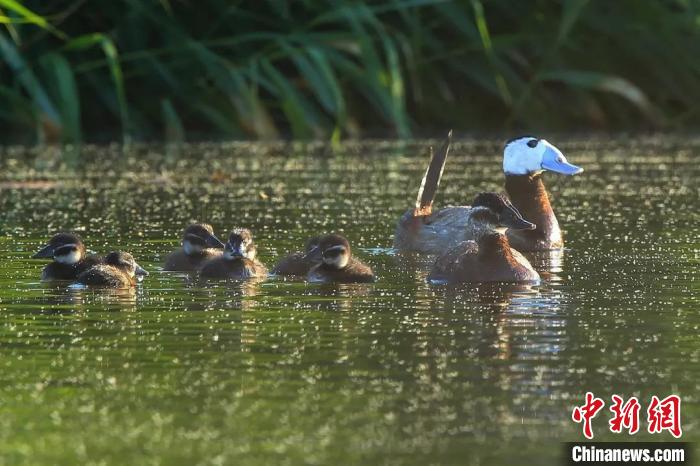 今年6月，在克拉瑪依古海生態(tài)公園(一期)東側(cè)水域，白頭硬尾鴨一家出游。(資料圖)劉銀鋼 攝