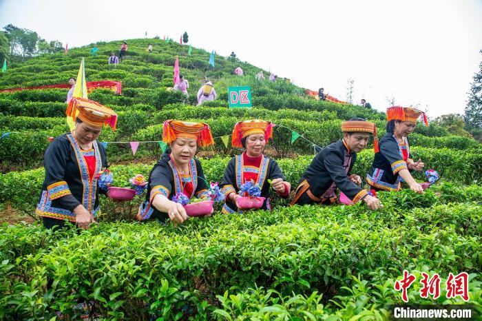 夏宜瑤族鄉(xiāng)的瑤族民眾在茶園采茶(資料圖)。蒙山縣委宣傳部供圖