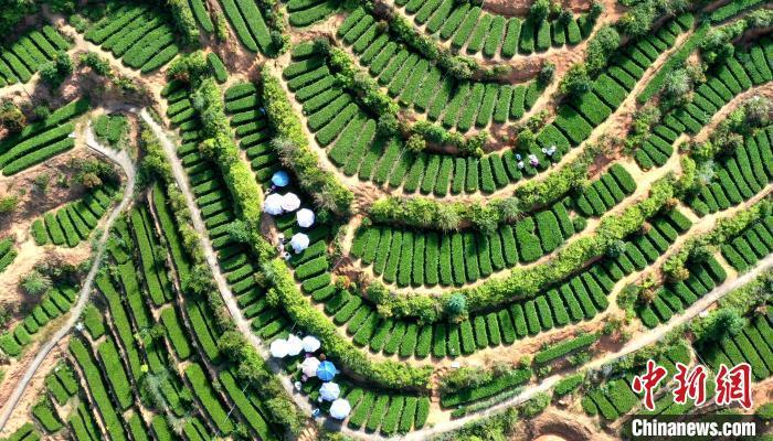 資料圖:福建華安縣仙都鎮(zhèn)進(jìn)入繁忙的采茶季?!↑S建和 攝 點(diǎn)擊進(jìn)入下一頁