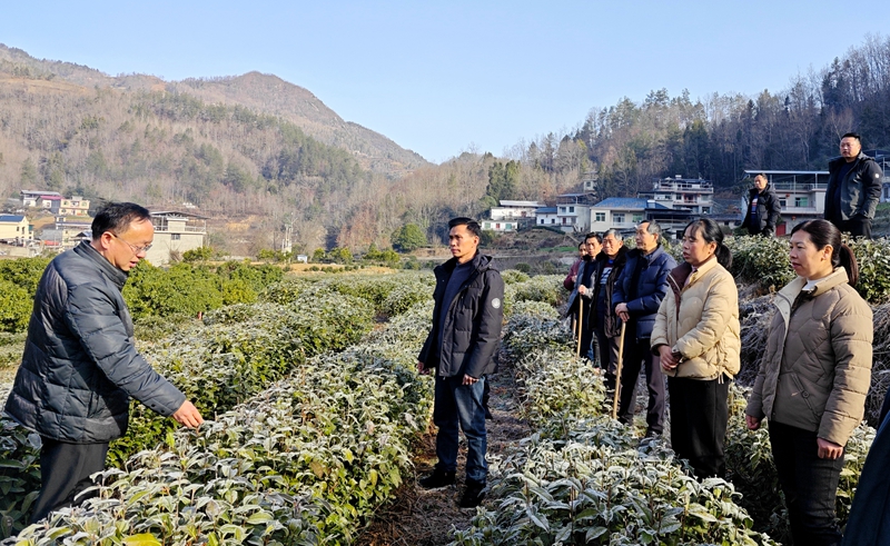 農(nóng)技人員現(xiàn)場指導茶農(nóng)管護技能。紫陽縣融媒體中心供圖