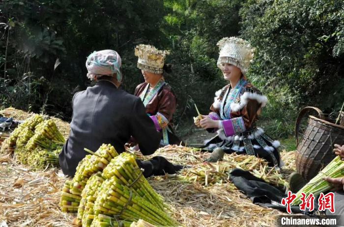 外資項目帶動廣西山區(qū)農(nóng)民上山采收竹筍增收。廣西農(nóng)業(yè)外資項目管理中心供圖
