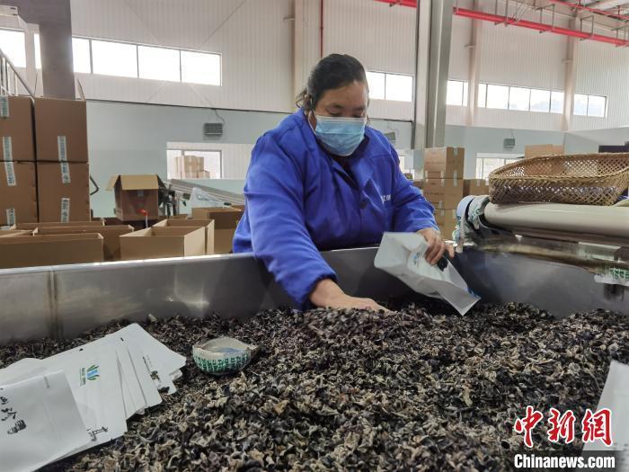 圖為務(wù)工的村民在打包黑木耳。周燕玲 攝 點(diǎn)擊進(jìn)入下一頁