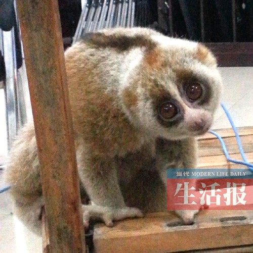 珍稀動(dòng)物蜂猴夜里在南寧瞎逛 咬傷民警還賣萌(圖)