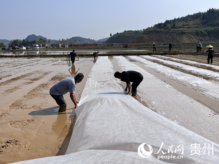 貴陽市堰塘村水稻播種現(xiàn)場。人民網(wǎng) 陳潔泉攝